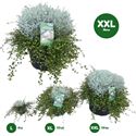 Afbeelding van Calocephallus muhlenbeckia P36 XXL New